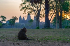 Early Morning Monkey Business