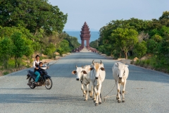 Herding Cambodian-Style