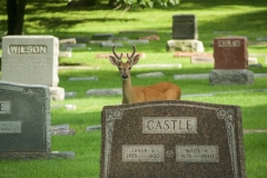 A deer watches me at Crown Hill Cemetery in Indianapolis, Indiana | Image by Indiana Architectural Photographer Jason Humbracht