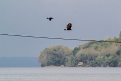 Bird Fight | Nature Photography | Travel Photography | El Remate, Guatemala | Image By Indiana Architectural Photographer Jason Humbracht
