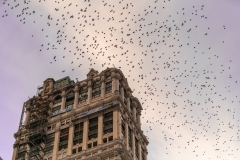 Birds of the Book | Book Tower, Detroit